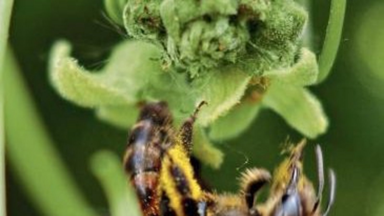 Die Zaunrüben-Sandbiene sammelt Pollen.