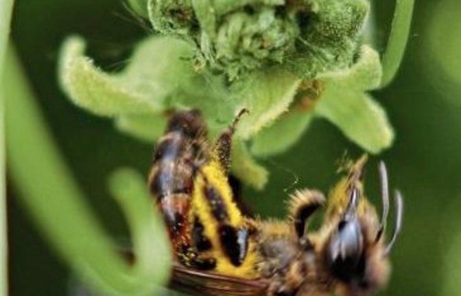 Die Zaunrüben-Sandbiene sammelt Pollen.