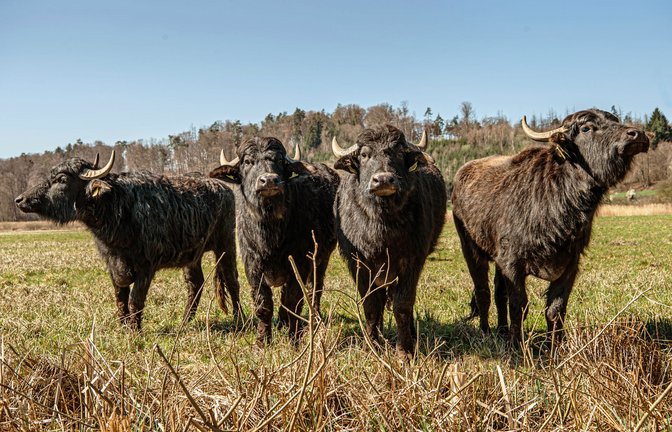 Gruppenbild mit vier Damen<span class='image-autor'>Foto: /Andreas Reiner</span>