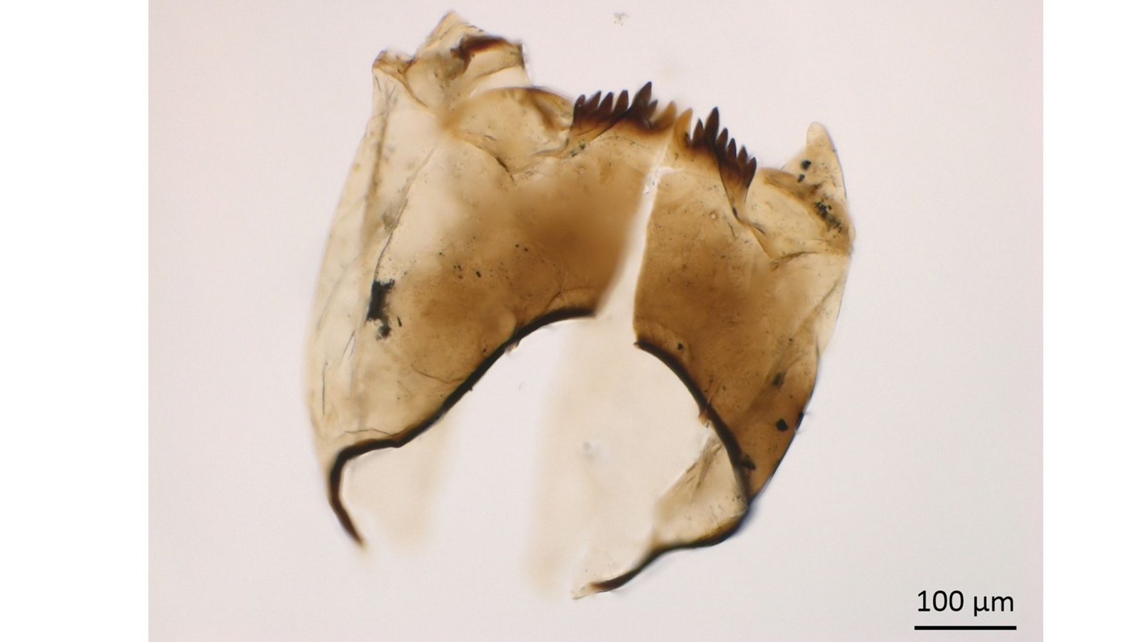 Kopfkapsel einer Zuckmückenlarve des Typs „Microtendipes pedellus“.Foto: Sonja Rigterink/TU Braunschweig Kopfkapsel einer Zuckmückenlarve des Typs „Microtendipes pedellus“.Foto: Sonja Rigterink/TU Braunschweig