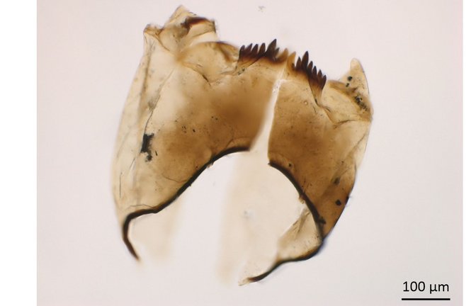 Kopfkapsel einer Zuckmückenlarve des Typs „Microtendipes pedellus“.<span class='image-autor'>Foto: Sonja Rigterink/TU Braunschweig</span>