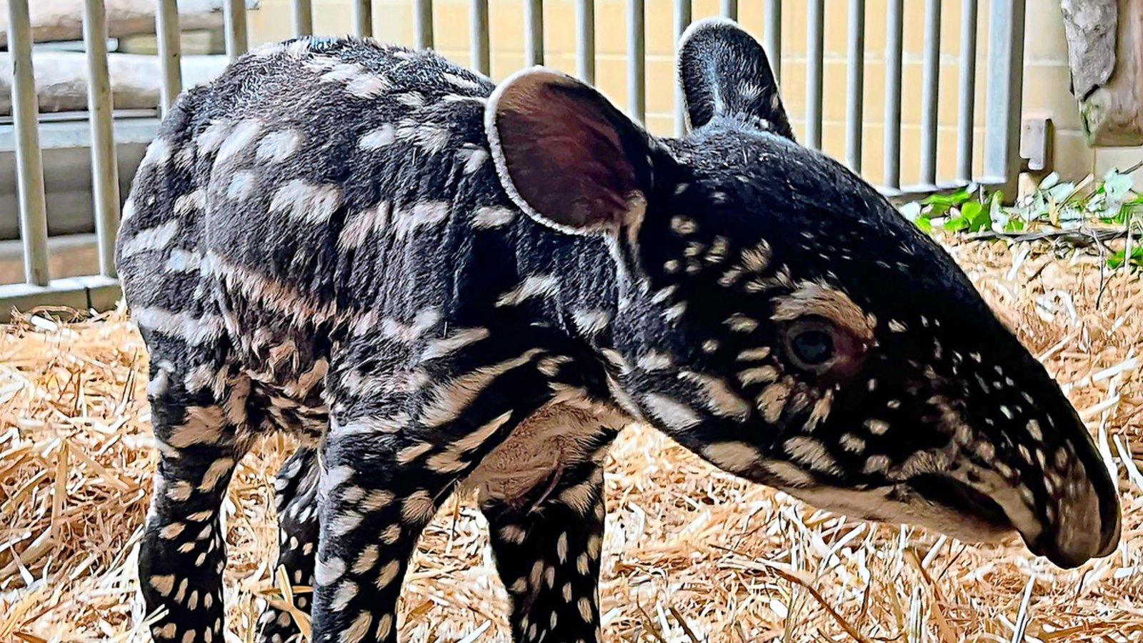 Das neugeborene Tapir-Baby hat einen Namen bekommen: Es heißt Melati, was so viel heißt wie Jasminblume.Foto: Wilhelma Das neugeborene Tapir-Baby hat einen Namen bekommen: Es heißt Melati, was so viel heißt wie Jasminblume.Foto: Wilhelma