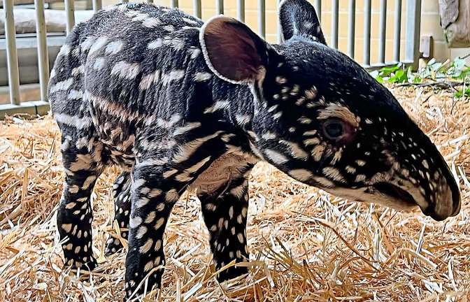 Das neugeborene Tapir-Baby hat einen Namen bekommen: Es heißt Melati, was so viel heißt wie Jasminblume.<span class='image-autor'>Foto: Wilhelma</span>