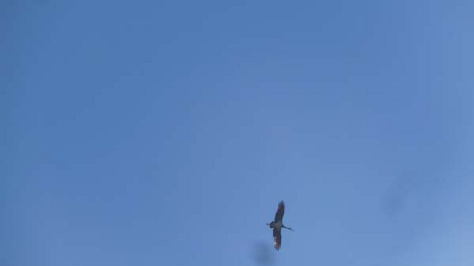 Beweisfoto: Ein Schwarzstorch kreist über Aurich. Foto: Rücker Beweisfoto: Ein Schwarzstorch kreist über Aurich. Foto: Rücker