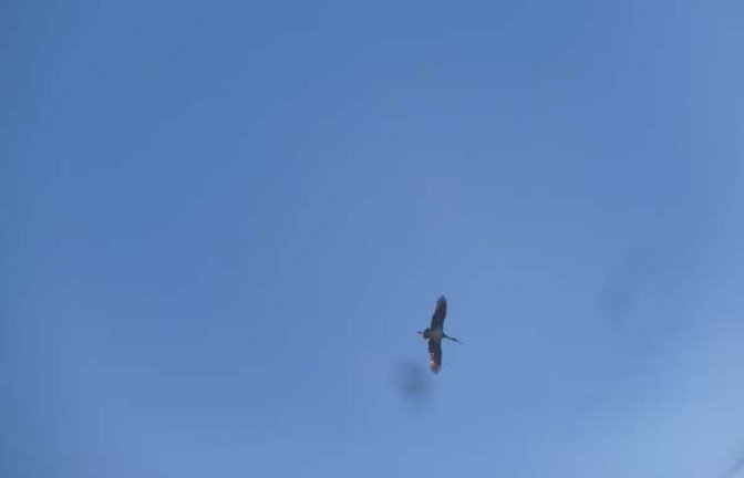 Beweisfoto: Ein Schwarzstorch kreist über Aurich. Foto: Rücker