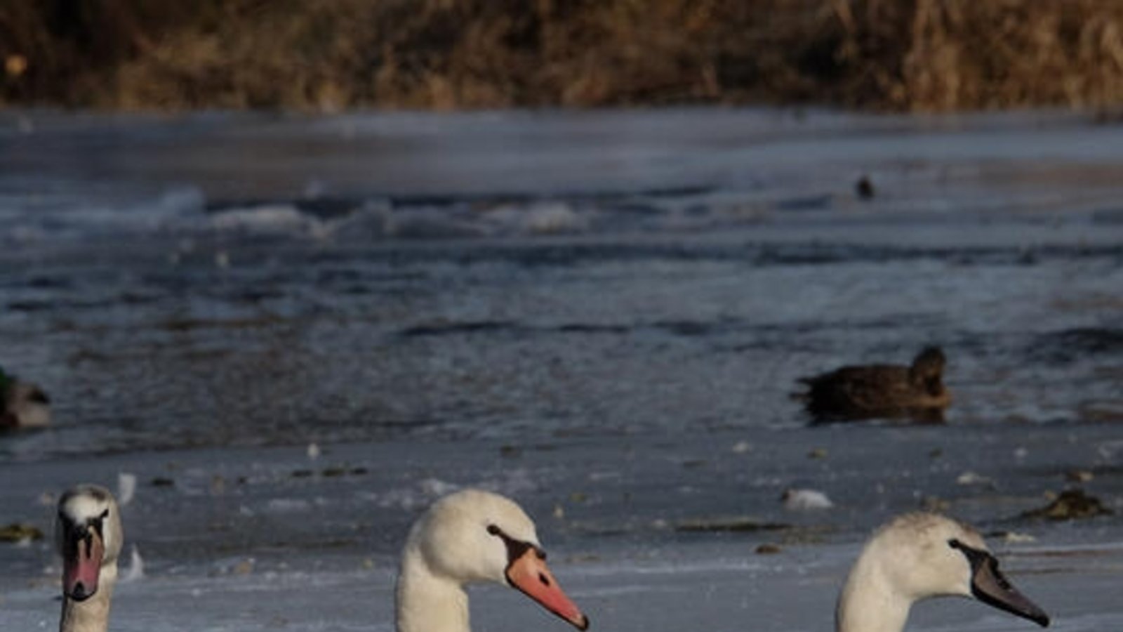 BUND im Enzkreis bietet die Führung Vögel im Winter an. Foto: BUND/B+K Faaß