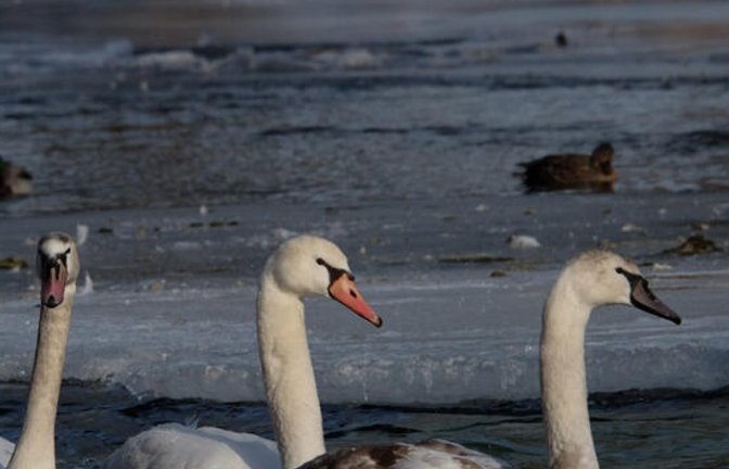 BUND im Enzkreis bietet die Führung Vögel im Winter an. Foto: BUND/B+K Faaß