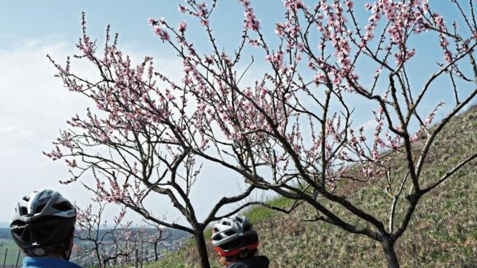 In Diefenbach erfreuen sich Passanten bereits an der Mandelblüte, wie das Foto von Erwin Lorch zeigt. In Diefenbach erfreuen sich Passanten bereits an der Mandelblüte, wie das Foto von Erwin Lorch zeigt.