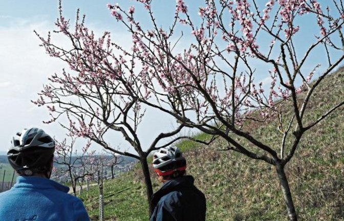 In Diefenbach erfreuen sich Passanten bereits an der Mandelblüte, wie das Foto von Erwin Lorch zeigt.