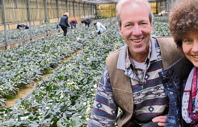 Christrosen, wohin das Auge sieht: Irmtraud und Manfred Geywitz und ihre „Eisköniginnen“.  Fotos: Stahlfeld
