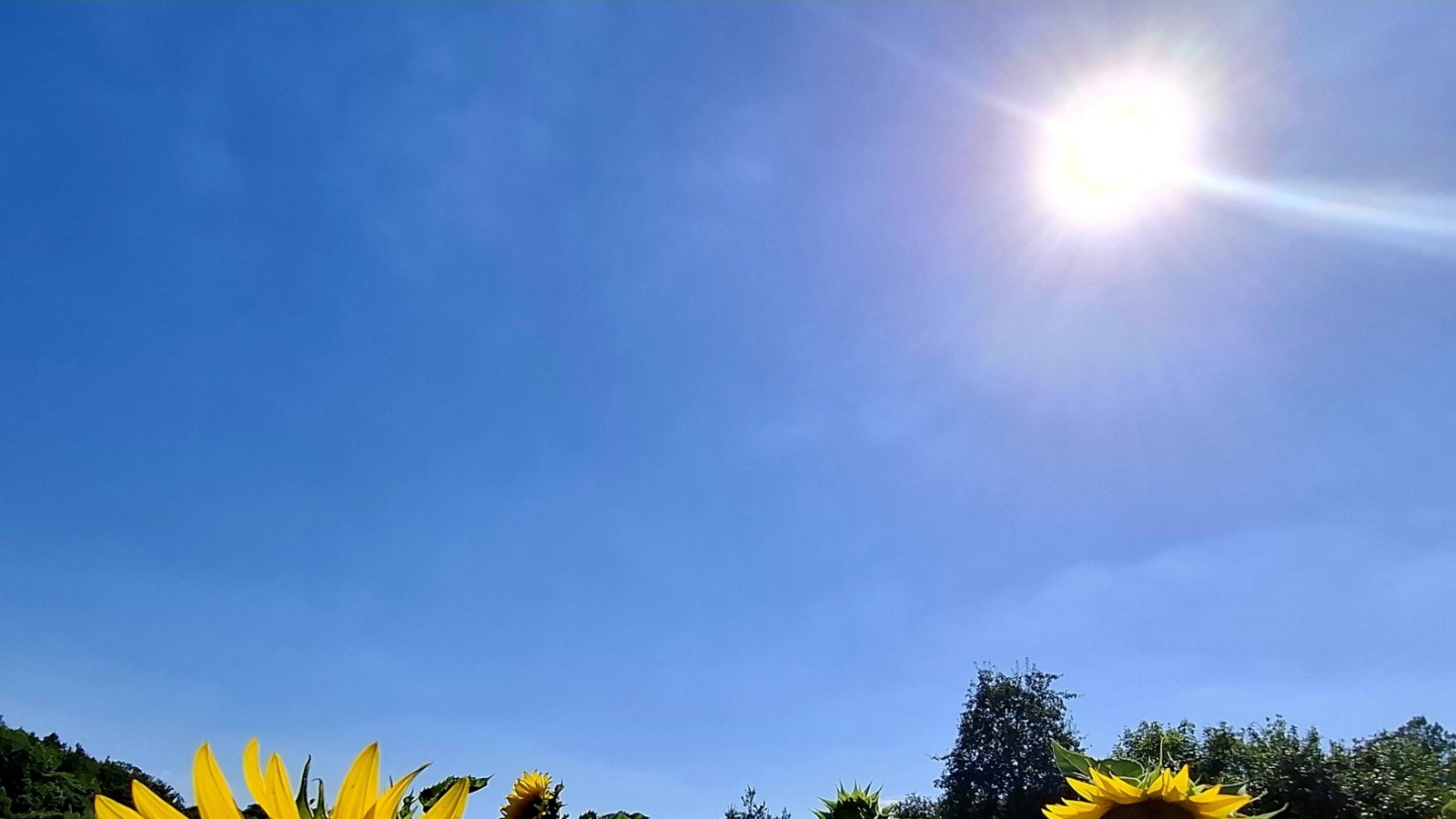 Sonnige Aussichten bei Enzweihingen, entdeckt von Klaus Sonntag.