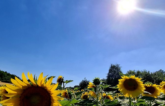 Sonnige Aussichten bei Enzweihingen, entdeckt von Klaus Sonntag.
