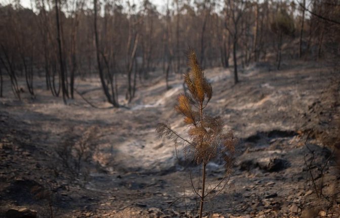 In Spanien wüten zwei große Waldbrände.<span class='image-autor'>Clara Carrasco/EUROPA PRESS/dpa</span>
