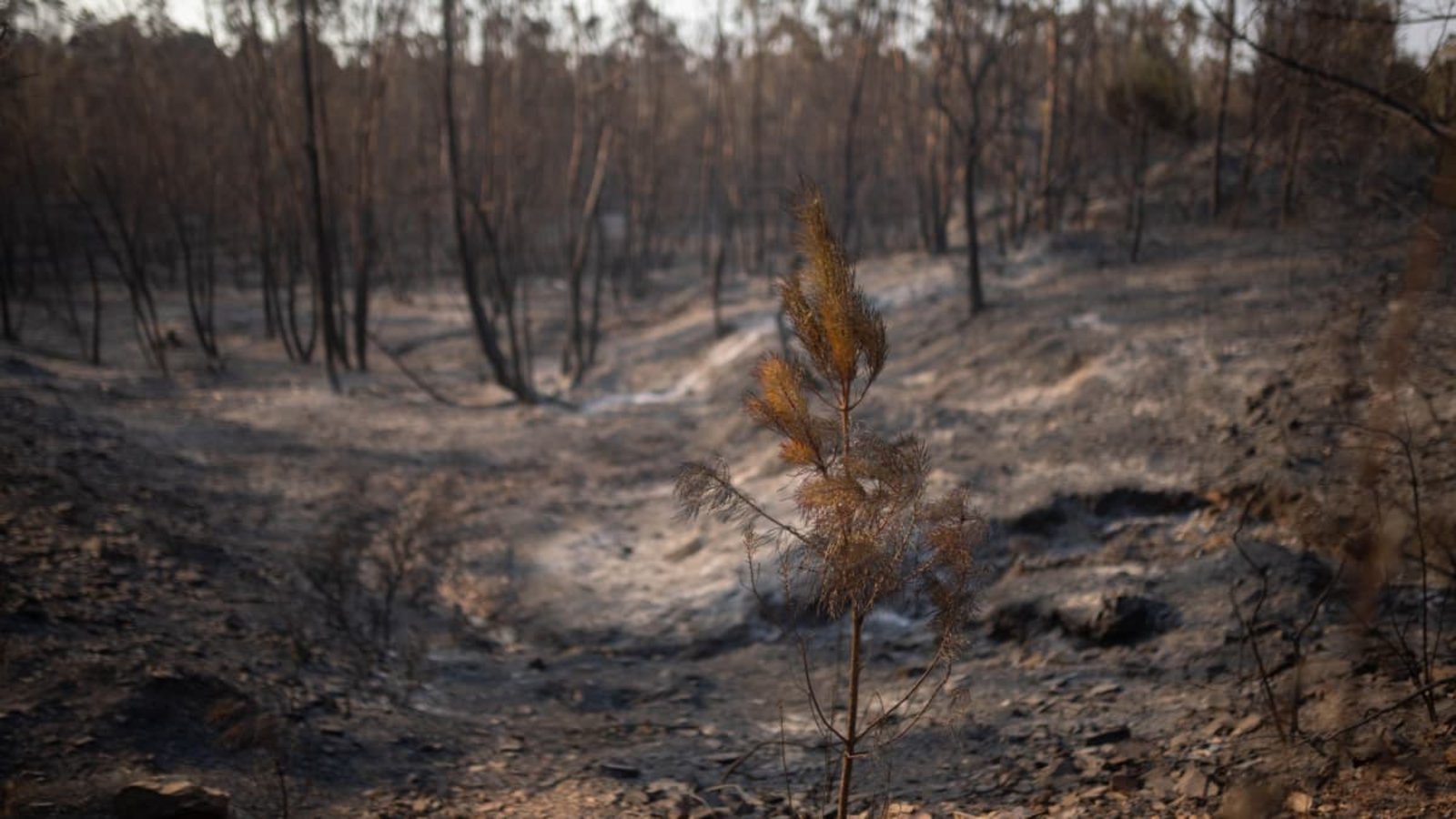 In Spanien wüten zwei große Waldbrände.Clara Carrasco/EUROPA PRESS/dpa