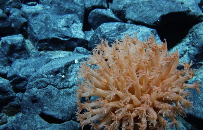 Die meisten Tier- und Pflanzenarten der Tiefsee sind uns völlig unbekannt.<span class='image-autor'>Foto: -/Ocean Discovery League/NOAA/dp</span>