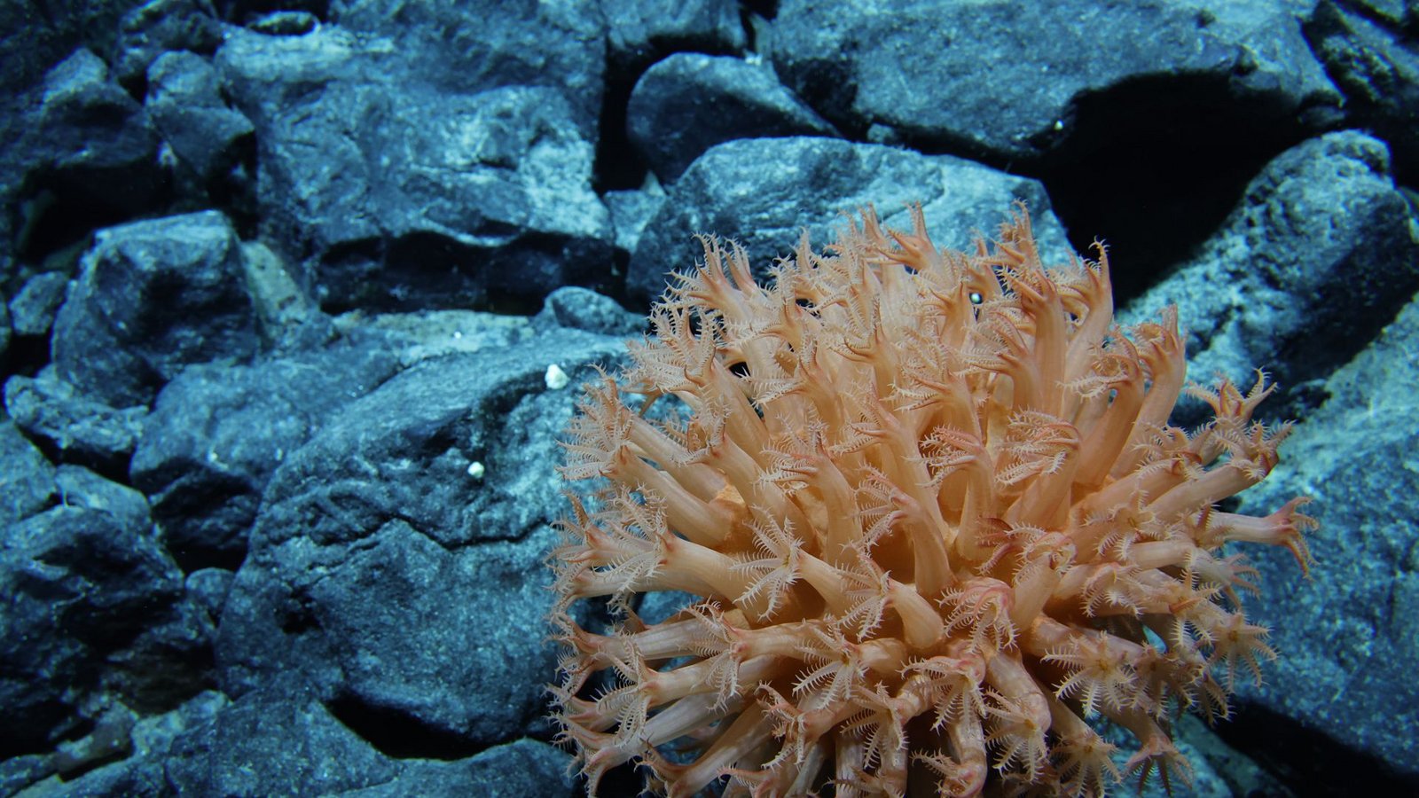 Die meisten Tier- und Pflanzenarten der Tiefsee sind uns völlig unbekannt.Foto: -/Ocean Discovery League/NOAA/dp Die meisten Tier- und Pflanzenarten der Tiefsee sind uns völlig unbekannt.Foto: -/Ocean Discovery League/NOAA/dp