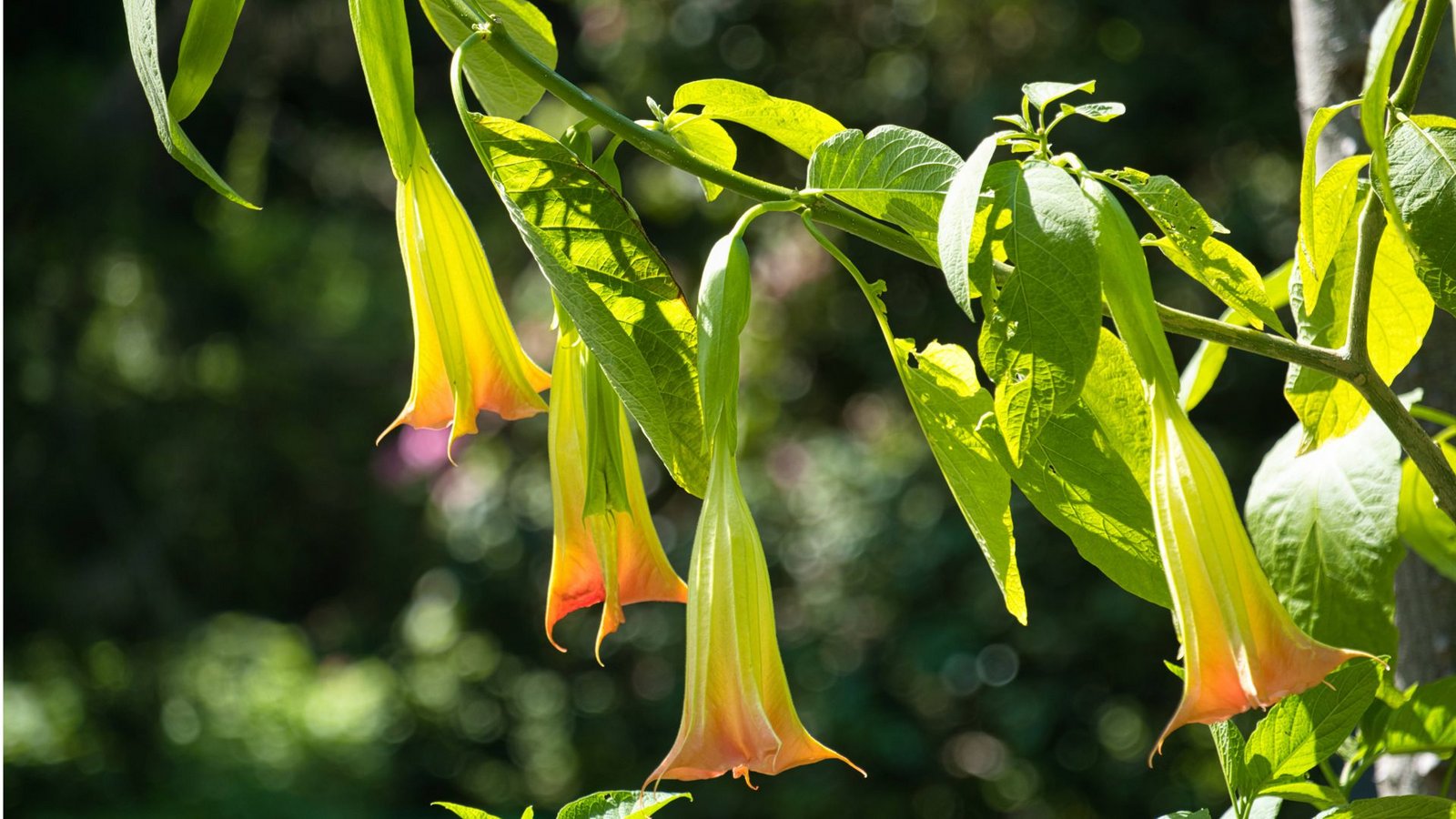 Die Blüten der Engelstrompete sehen wunderschön aus. Diese Pflanzen zieren den Garten, weil sie so schöne hängende Trompetenblüten hat. Aber auch sie ist giftig. Verwirrtheit und Bewusstseinsverlust sind Symptome einer Vergiftung mit Engelstrompete.Foto: Imago/bodenseebilder.de Die Blüten der Engelstrompete sehen wunderschön aus. Diese Pflanzen zieren den Garten, weil sie so schöne hängende Trompetenblüten hat. Aber auch sie ist giftig. Verwirrtheit und Bewusstseinsverlust sind Symptome einer Vergiftung mit Engelstrompete.Foto: Imago/bodenseebilder.de