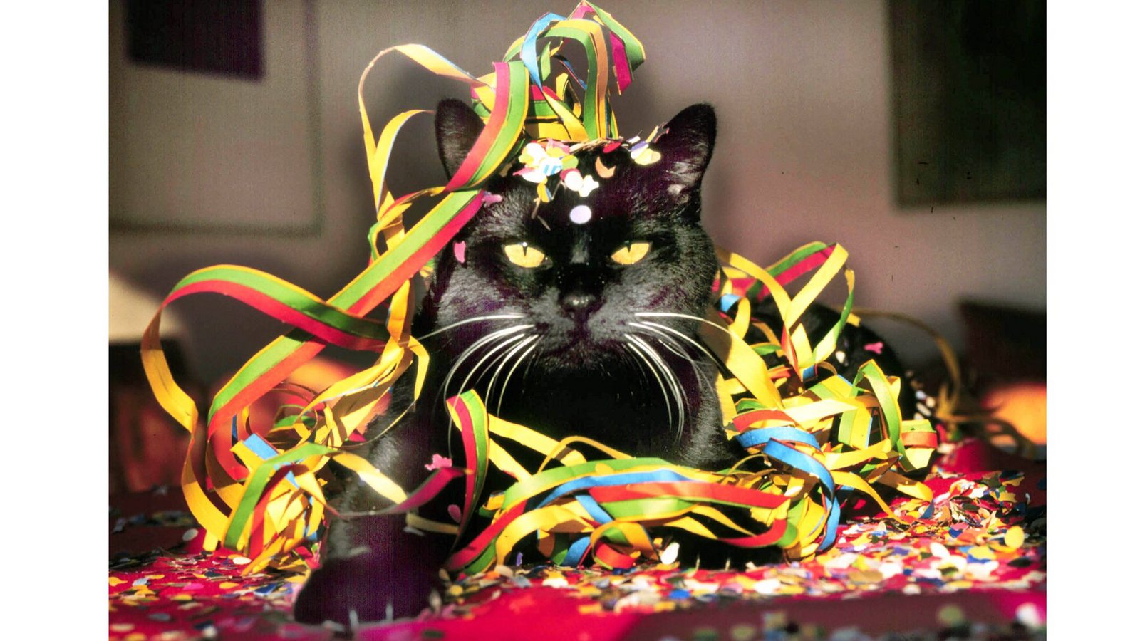 Wer an den Karnevalstagen zu tief in Glas schaut, könnte einen ungebetenen Gast bemerken: den Kater nach dem Rausch.Foto: Imago/Heinz Gebhardt Wer an den Karnevalstagen zu tief in Glas schaut, könnte einen ungebetenen Gast bemerken: den Kater nach dem Rausch.Foto: Imago/Heinz Gebhardt