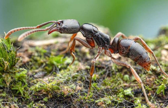 Diese Krabbler sind echt unangenehm: Obwohl die Asiatische Nadelameise nicht aggressiv ist, sticht sie bei Störung, was schmerzhaft sein und Unbehagen verursachen kann.<span class='image-autor'>Foto: Senckenberg Gesellschaft für Naturforschung/Universität Hohenheim</span>