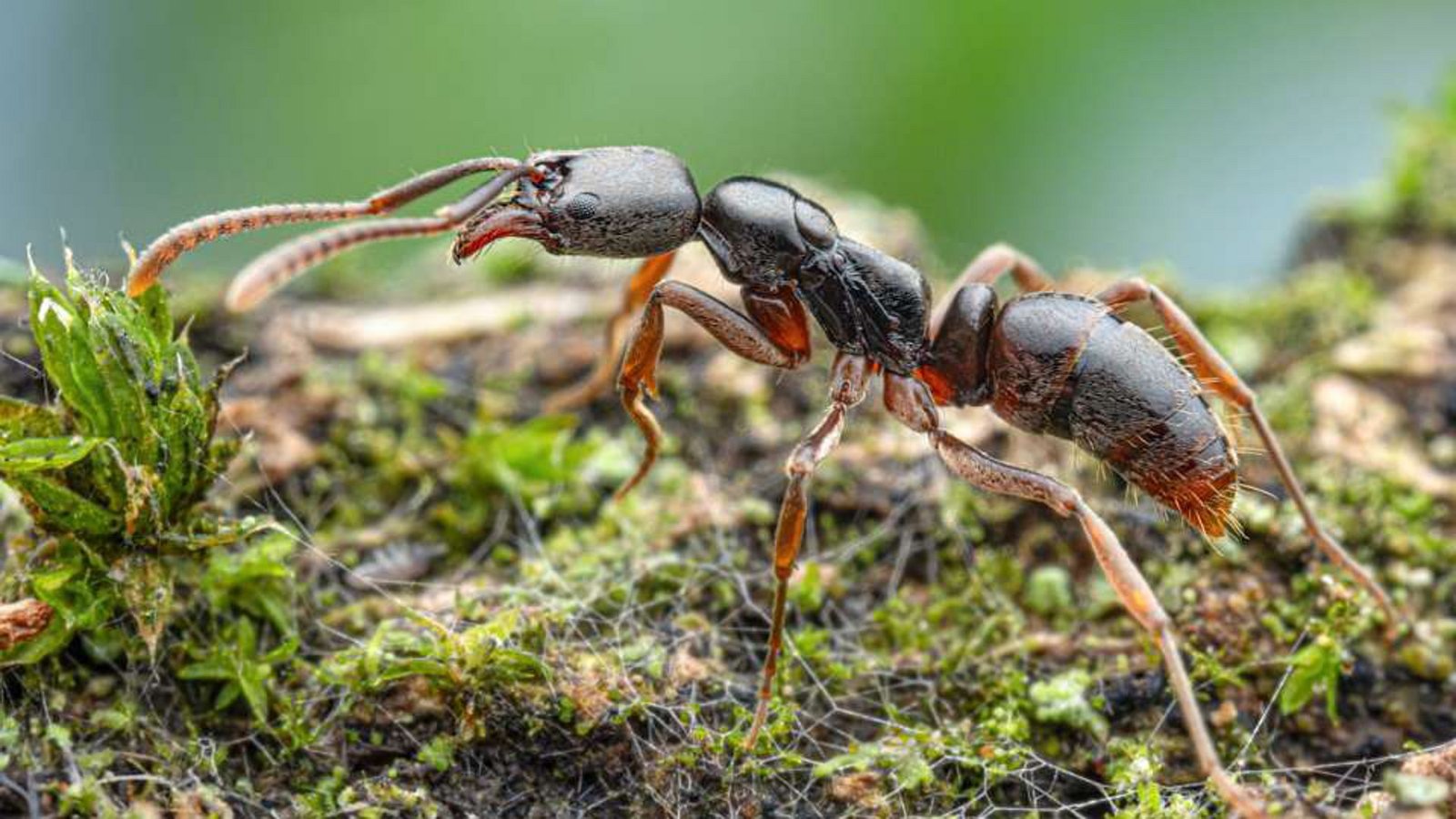 Diese Krabbler sind echt unangenehm: Obwohl die Asiatische Nadelameise nicht aggressiv ist, sticht sie bei Störung, was schmerzhaft sein und Unbehagen verursachen kann.Foto: Senckenberg Gesellschaft für Naturforschung/Universität Hohenheim Diese Krabbler sind echt unangenehm: Obwohl die Asiatische Nadelameise nicht aggressiv ist, sticht sie bei Störung, was schmerzhaft sein und Unbehagen verursachen kann.Foto: Senckenberg Gesellschaft für Naturforschung/Universität Hohenheim