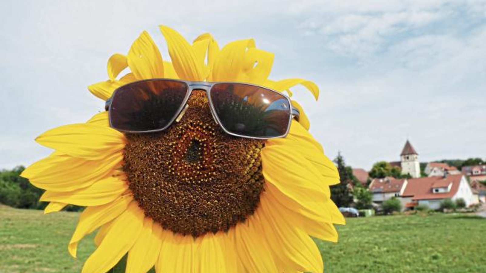 Wetter hin oder her: Hab Sonne im Herzen! Vielen Dank an Erwin Lorch aus Häfnerhaslach für dieses lustige Sonnenblumenfoto. Wetter hin oder her: Hab Sonne im Herzen! Vielen Dank an Erwin Lorch aus Häfnerhaslach für dieses lustige Sonnenblumenfoto.