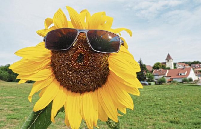 Wetter hin oder her: Hab Sonne im Herzen! Vielen Dank an Erwin Lorch aus Häfnerhaslach für dieses lustige Sonnenblumenfoto.