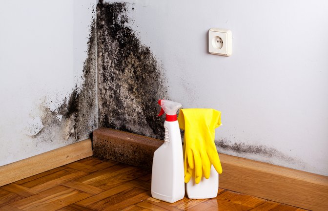 Was Sie gegen die Schimmelflecken tun können.<span class='image-autor'>Foto: Cegli / shutterstock.com</span>