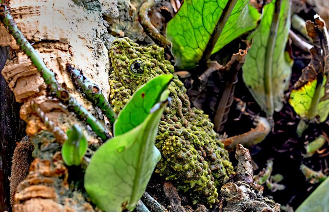 Der Vietnamesische Moosfrosch ist kaum zu erkennen.Der Vietnamesische Moosfrosch ist erst auf den zweiten Blick zu erkennen.<span class='image-autor'>Foto: Wilhelma/Birger Meierjohann</span>