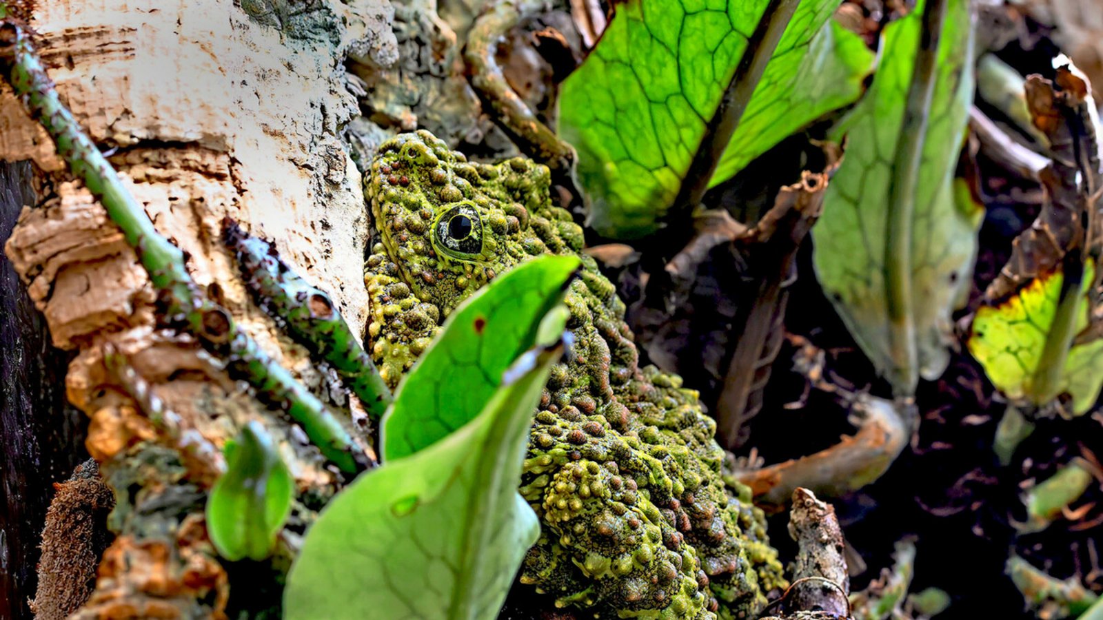 Der Vietnamesische Moosfrosch ist kaum zu erkennen.Der Vietnamesische Moosfrosch ist erst auf den zweiten Blick zu erkennen.Foto: Wilhelma/Birger Meierjohann Der Vietnamesische Moosfrosch ist kaum zu erkennen.Der Vietnamesische Moosfrosch ist erst auf den zweiten Blick zu erkennen.Foto: Wilhelma/Birger Meierjohann