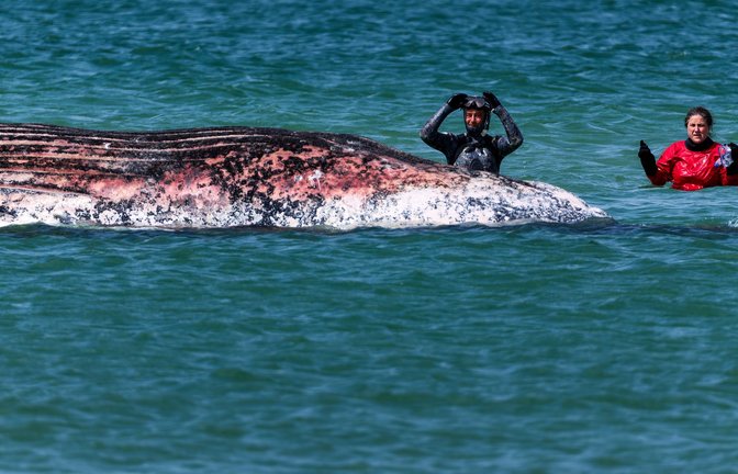Der Buckelwal vor der dänischen Insel Anholt  soll auf das Festland gezogen werden. (Archivbild)<span class='image-autor'>Foto: Marcus Golejewski/dpa</span>