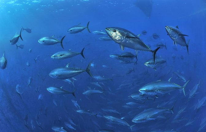 Die Ozeane sind so warm wie noch nie. Das setzt Tiere und Pflanzen unter Stress – und hat auch Folgen für die Menschen.<span class='image-autor'>Foto: Nature Picture Library/imago stock&people</span>