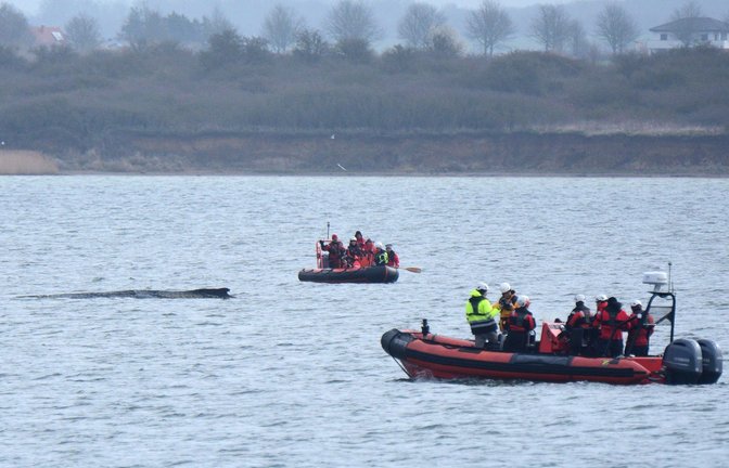Der vor rund einer Woche beim Timmendorfer Strand an der Ostseeküste gestrandete Wal liegt aktuell vor Wismar.<span class='image-autor'>Foto: dpa/Daniel Bockwoldt</span>