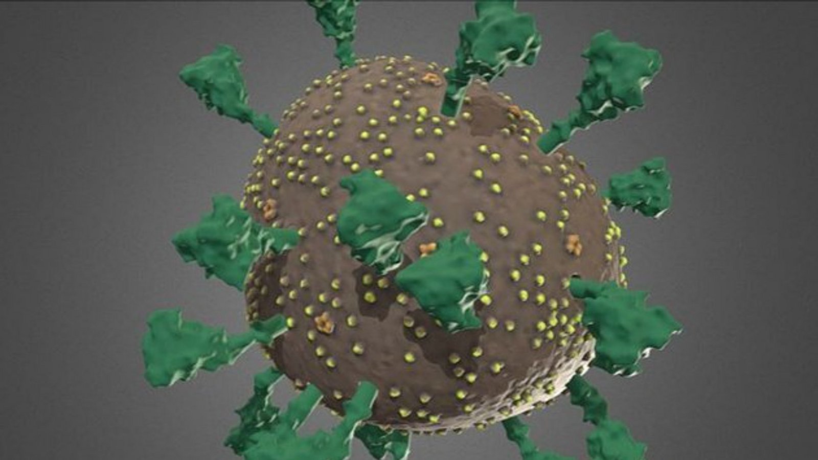 Bisher ging man von 100 Stacheln beim Coronavirus aus. Tatsächlich dürften es nur 25 sein.Foto: UHH/A. Thorn Bisher ging man von 100 Stacheln beim Coronavirus aus. Tatsächlich dürften es nur 25 sein.Foto: UHH/A. Thorn
