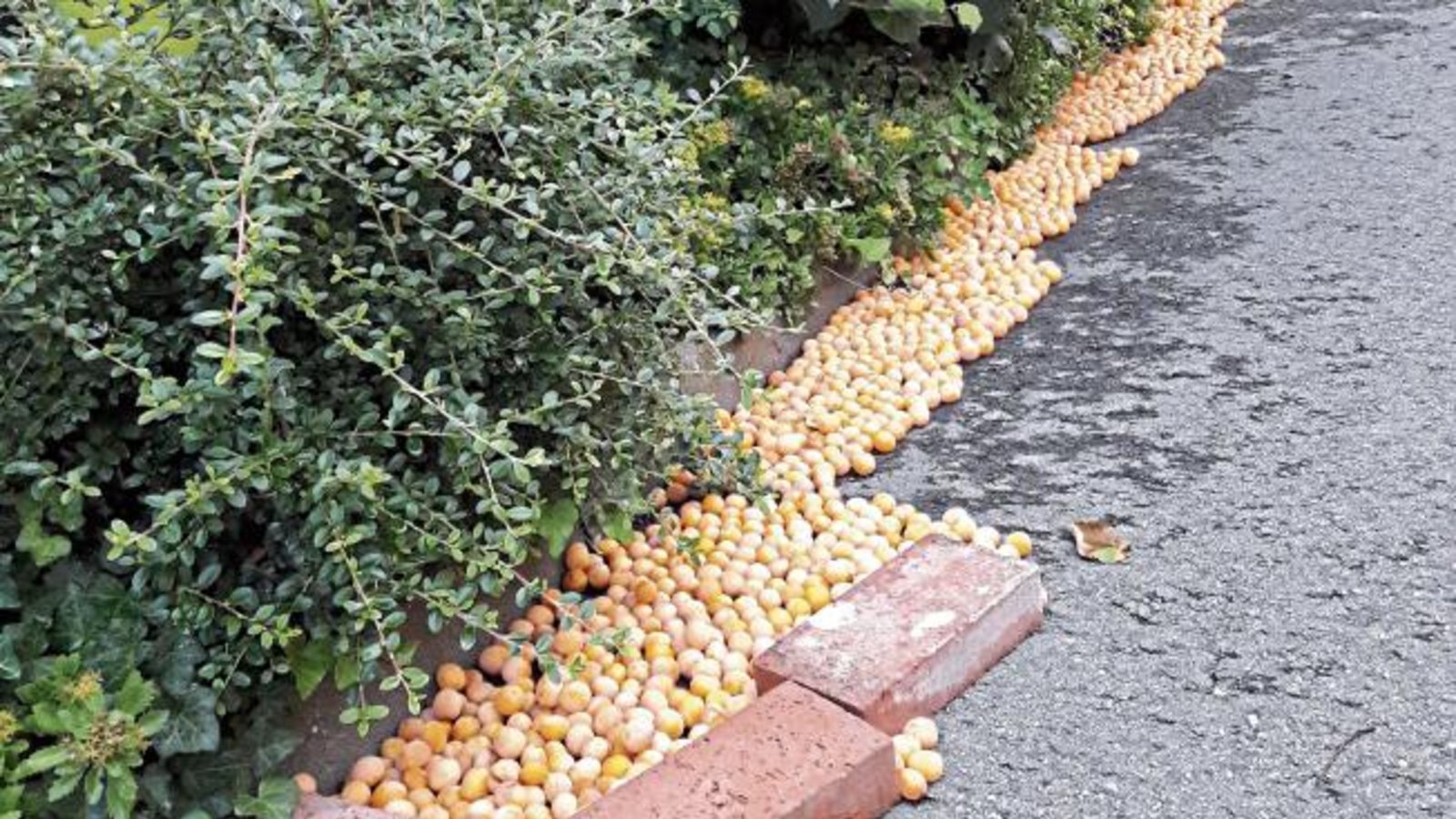 Gewusst wie: Obstbaumbesitzer am Hang brauchen pfiffige Ideen.  Foto: Rücker