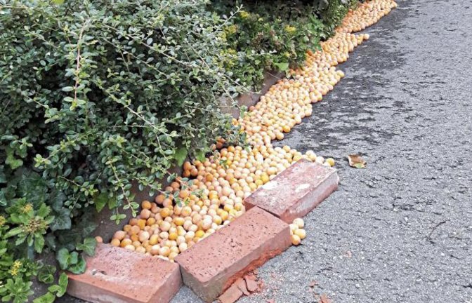 Gewusst wie: Obstbaumbesitzer am Hang brauchen pfiffige Ideen.  Foto: Rücker