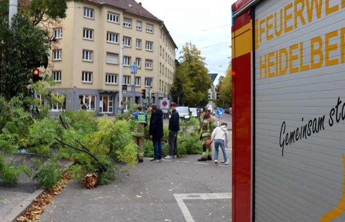 Auch in Heidelberg wurden Bäume entwurzelt.<span class='image-autor'>Rene Priebe/dpa</span>