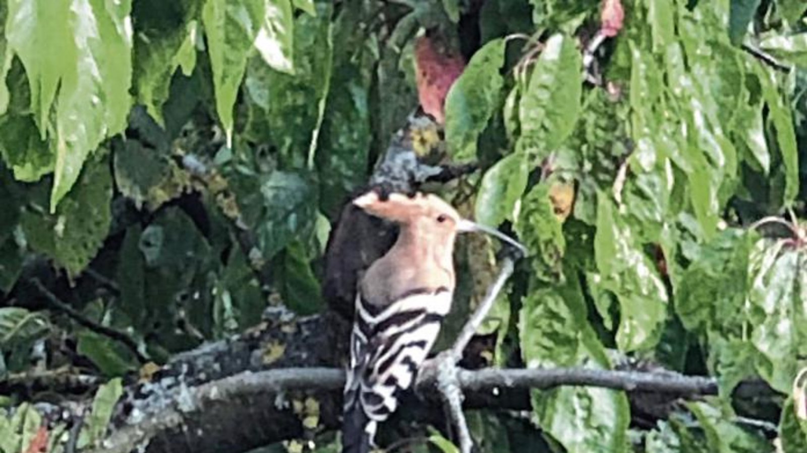 Seit Wochen kann sich Erich Wallner aus Hochdorf über einen Wiedehopf freuen, der sich in einem Baum unweit des Wohnhauses immer mal wieder herumtreibt. Das Männchen sei ein eifriger Rufer. Diese Upupup-Rufe inspirierten zum wissenschaftlichen Gattungsnamen: Upupa. Laut Roter Liste der Brutvögel Baden-Württembergs Stand 2013 gibt es noch 110 bis 150 Brutpaare der Vogelart, die durch Schutzmaßnahmen von der Roten Liste der bedrohten Arten auf die Vorwarnliste rutschen konnte. Foto: Wallner Seit Wochen kann sich Erich Wallner aus Hochdorf über einen Wiedehopf freuen, der sich in einem Baum unweit des Wohnhauses immer mal wieder herumtreibt. Das Männchen sei ein eifriger Rufer. Diese Upupup-Rufe inspirierten zum wissenschaftlichen Gattungsnamen: Upupa. Laut Roter Liste der Brutvögel Baden-Württembergs Stand 2013 gibt es noch 110 bis 150 Brutpaare der Vogelart, die durch Schutzmaßnahmen von der Roten Liste der bedrohten Arten auf die Vorwarnliste rutschen konnte. Foto: Wallner