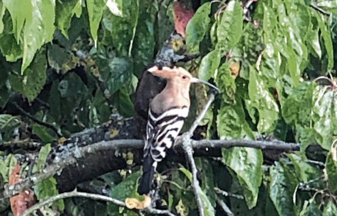 Seit Wochen kann sich Erich Wallner aus Hochdorf über einen Wiedehopf freuen, der sich in einem Baum unweit des Wohnhauses immer mal wieder herumtreibt. Das Männchen sei ein eifriger Rufer. Diese Upupup-Rufe inspirierten zum wissenschaftlichen Gattungsnamen: Upupa. Laut Roter Liste der Brutvögel Baden-Württembergs Stand 2013 gibt es noch 110 bis 150 Brutpaare der Vogelart, die durch Schutzmaßnahmen von der Roten Liste der bedrohten Arten auf die Vorwarnliste rutschen konnte. Foto: Wallner