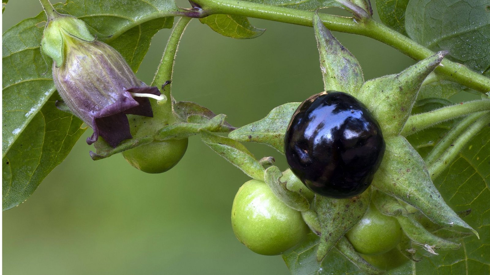 Schwarze Tollkirsche (Atropa belladonna): Diese giftige Pflanzenart stammt aus der Familie der Nachtschattengewächse (Solanaceae). Der Gattungsname „Atropa“ entspringt der griechischen Mythologie: „Atropa“ ist eine der drei griechischen Schicksalsgöttinnen, die den Lebensfaden durchschneidet. Der atropinhaltige Saft der Beere bewirkt eine pupillenvergrößernde Wirkung und wurde früher zu Schönheitszwecken von Frauen eingesetzt. Die Vergiftungserscheinungen reichen von Mundtrockenheit und Sehstörungen über Herzrasen bis hin zu Halluzinationen. Die Folge kann Atem- und Herzstillstand sein.Foto: Imago/Blickwinkel Schwarze Tollkirsche (Atropa belladonna): Diese giftige Pflanzenart stammt aus der Familie der Nachtschattengewächse (Solanaceae). Der Gattungsname „Atropa“ entspringt der griechischen Mythologie: „Atropa“ ist eine der drei griechischen Schicksalsgöttinnen, die den Lebensfaden durchschneidet. Der atropinhaltige Saft der Beere bewirkt eine pupillenvergrößernde Wirkung und wurde früher zu Schönheitszwecken von Frauen eingesetzt. Die Vergiftungserscheinungen reichen von Mundtrockenheit und Sehstörungen über Herzrasen bis hin zu Halluzinationen. Die Folge kann Atem- und Herzstillstand sein.Foto: Imago/Blickwinkel