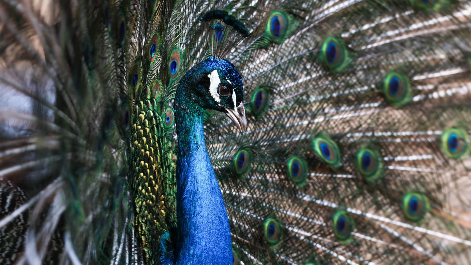 Der Pfau war ausgebüxt (Symbolbild).Foto: IMAGO/Yuri Smityuk