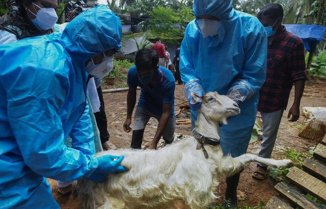 Medizinisches Personal in Kozhikode im Süden Indiens entnimmt einer Ziege Blutproben, um sie auf das Nipah-Virus zu testen.<span class='image-autor'>Foto: Shijith. K/AP/dpa</span>