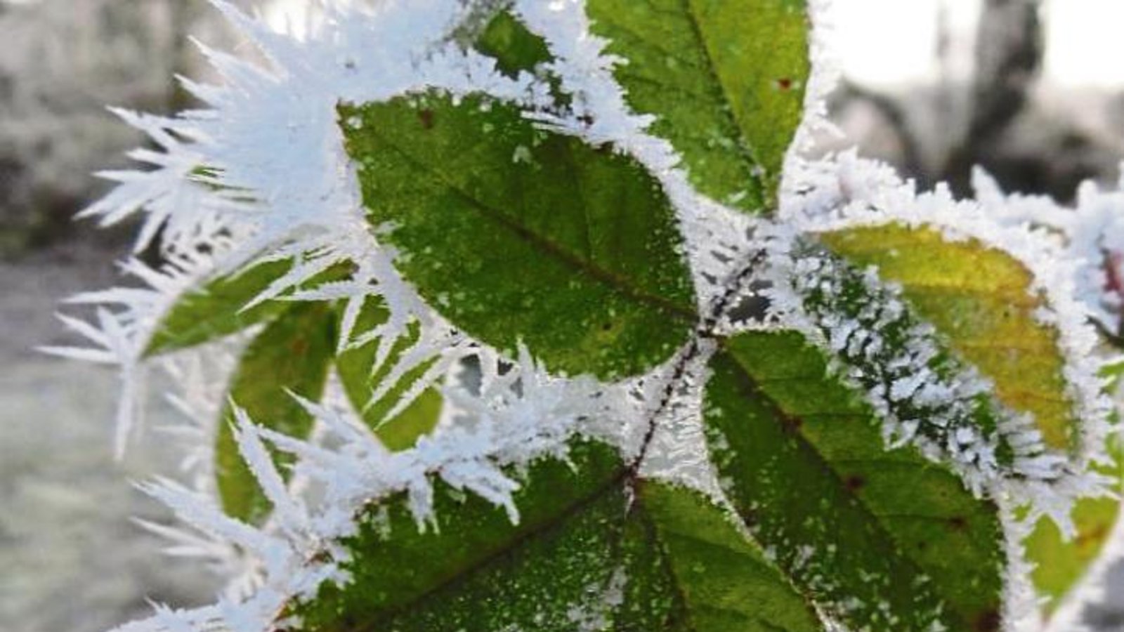 Eisstacheln aus Raureif hat Clara Spielmann aus Gündelbach an Rosenblättern entdeckt.