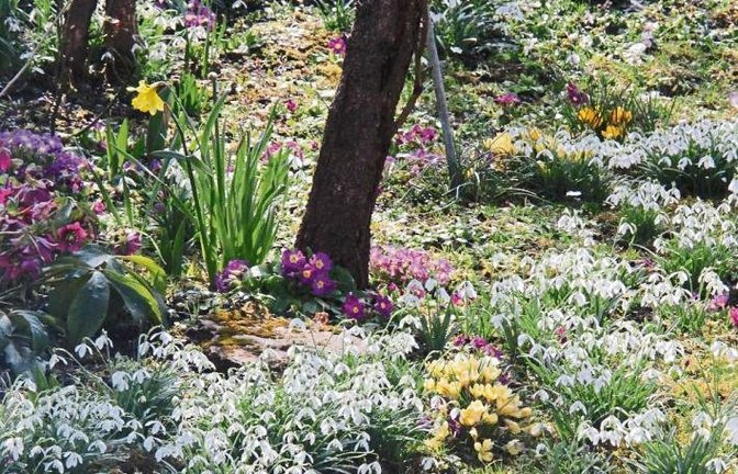 Frühlingsensemble lässt sich in einem Vaihinger Garten bescheinen. Foto: Lung