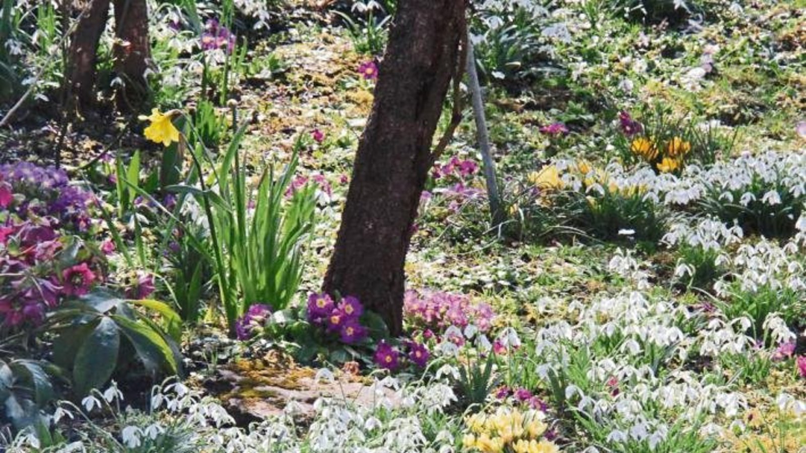 Frühlingsensemble lässt sich in einem Vaihinger Garten bescheinen. Foto: Lung