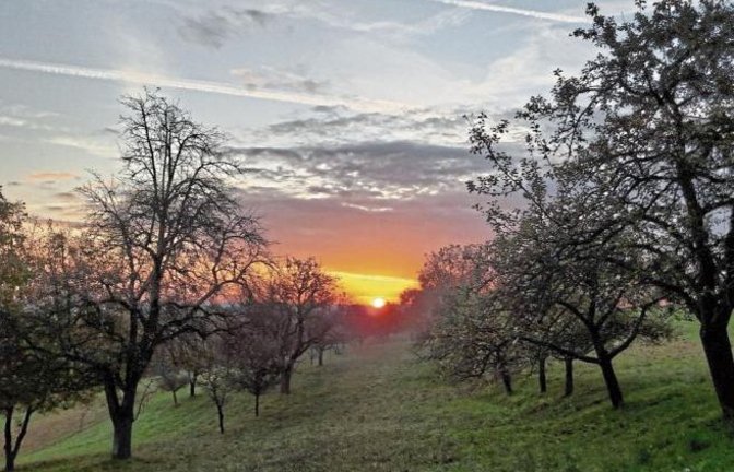 Da muss einfach geknipst werden: Auricher Streuobstwiese am Morgen.  Foto: Rücker