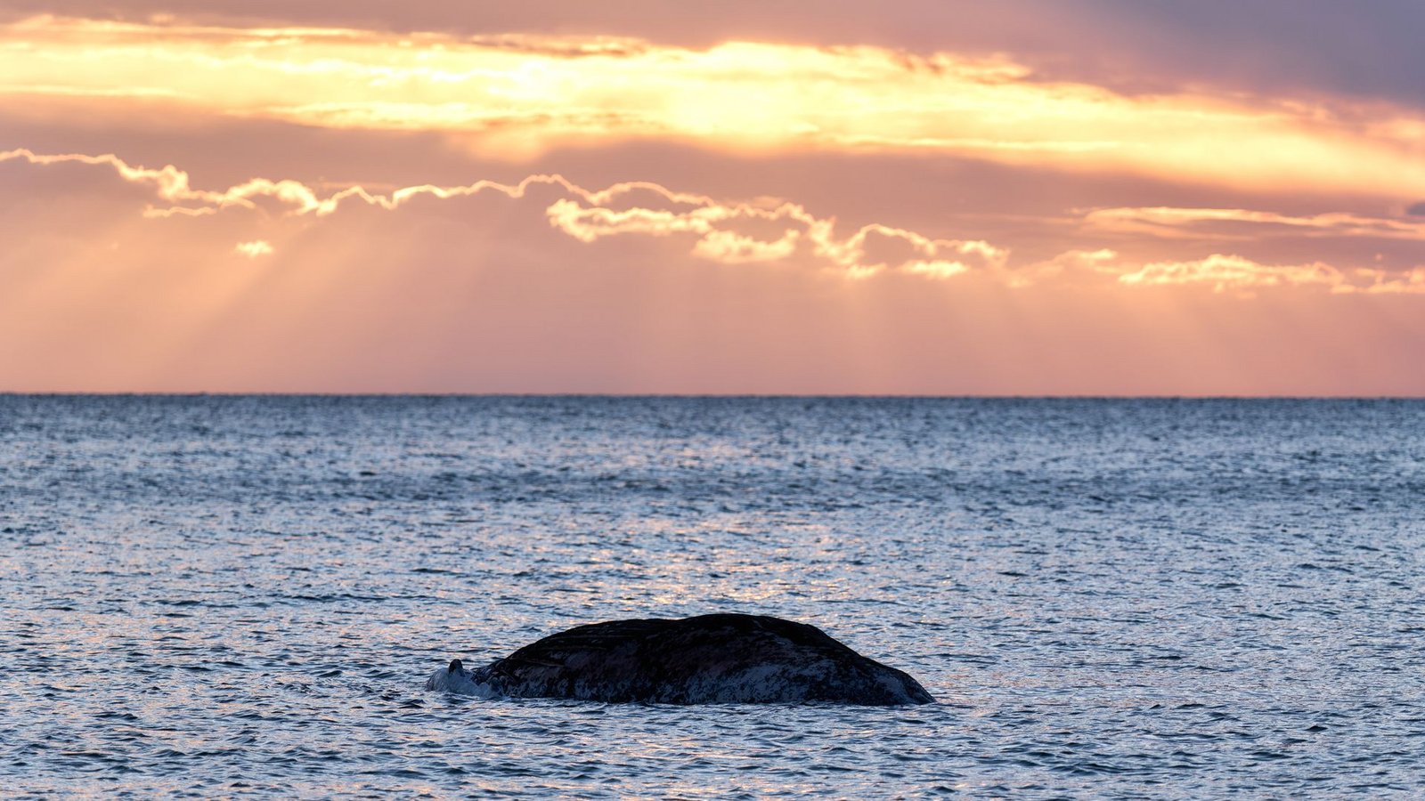 Ein toter Wal liegt vor der dänischen Insel Anholt.Foto: Marcus Golejewski/dpa