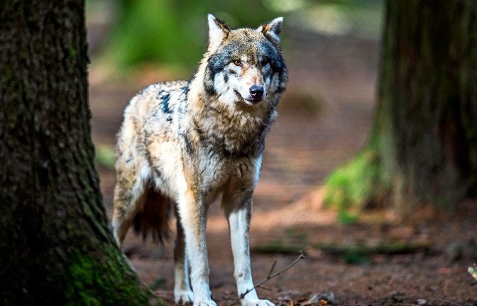 Die aktuelle Rätselfrage dreht sich um den Wolf.<span class='image-autor'>Foto: dpa/Alexander Heinl</span>