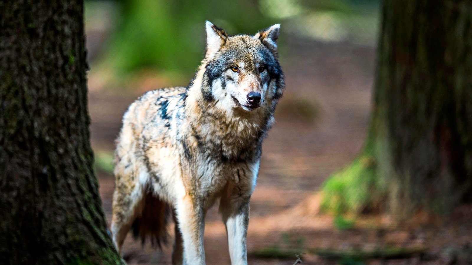 Die aktuelle Rätselfrage dreht sich um den Wolf.Foto: dpa/Alexander Heinl Die aktuelle Rätselfrage dreht sich um den Wolf.Foto: dpa/Alexander Heinl