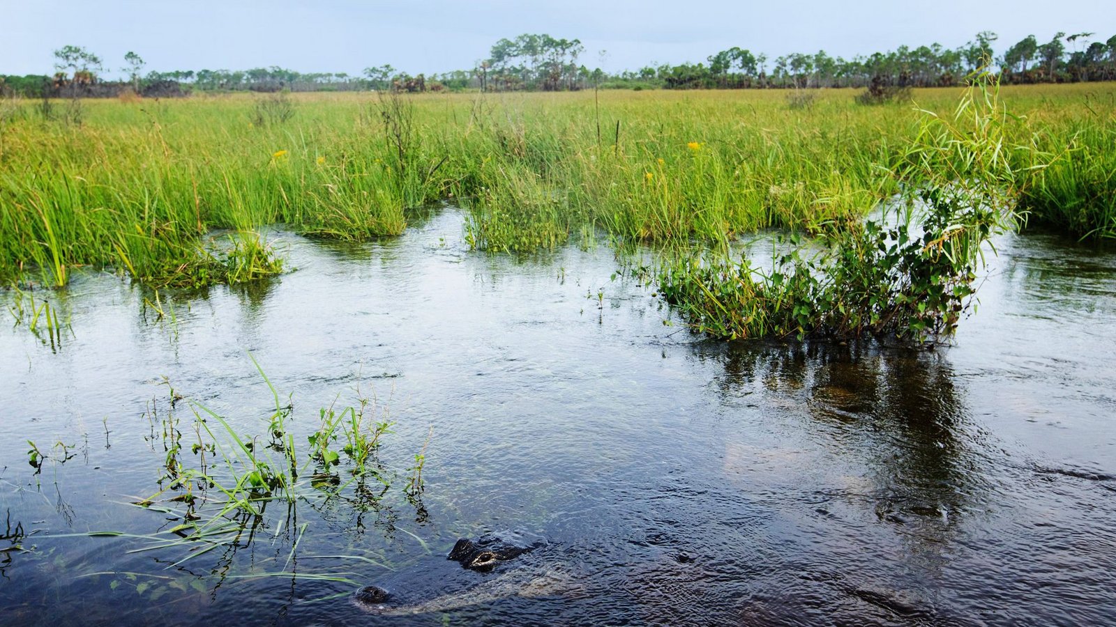 Alligatoren, Mücken und Sümpfe soweit das Auge reicht: Dafür stehen die Everglades westlich von Miami.Foto: Imago/USA TODAY Network//Andrew West/The News-Press Alligatoren, Mücken und Sümpfe soweit das Auge reicht: Dafür stehen die Everglades westlich von Miami.Foto: Imago/USA TODAY Network//Andrew West/The News-Press
