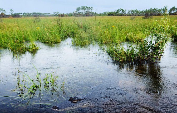 Alligatoren, Mücken und Sümpfe soweit das Auge reicht: Dafür stehen die Everglades westlich von Miami.<span class='image-autor'>Foto: Imago/USA TODAY Network//Andrew West/The News-Press</span>